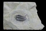 Lemureops Kilbeyi Trilobite - Fillmore Formation, Utah #94712-2